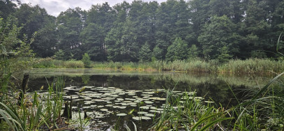 Działka Sprzedaż Chełpa